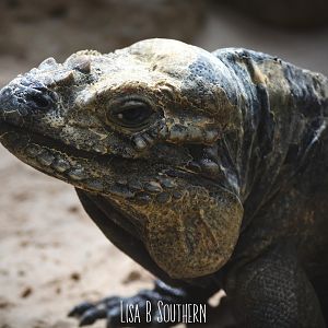 rhino iguana