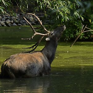 Pere David's deer (Elaphurus davidianus)