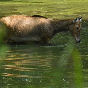 Pere David's deer (Elaphurus davidianus)