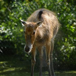 Pere David's deer (Elaphurus davidianus)