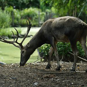 Pere David's deer (Elaphurus davidianus)