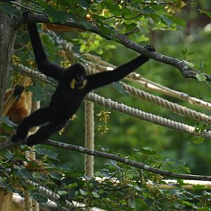 Buff-cheeked gibbon (Nomascus gabriellae)