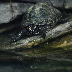 Geoclemys hamiltonii