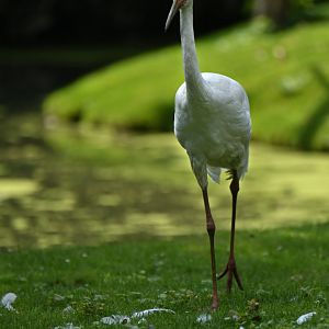 Siberian crane (Leucogeranus leucogeranus)