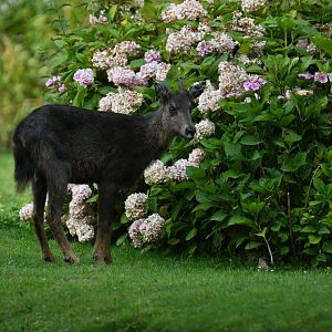 Chinese goral (Naemorhedus griseus)