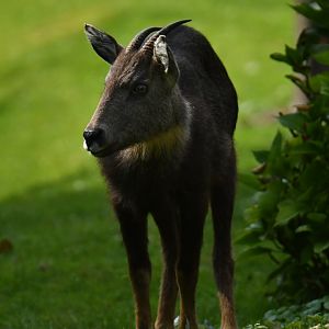 Chinese goral (Naemorhedus griseus)