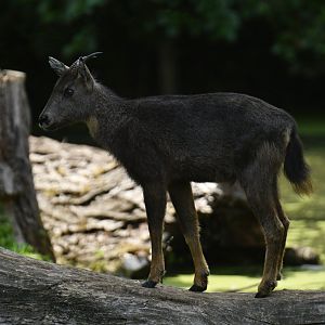 Chinese goral (Naemorhedus griseus)