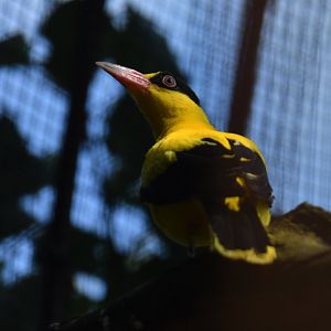 Chinese oriole (Oriolus chinensis)