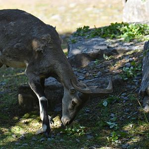 Bharal (Pseudois nayaur)