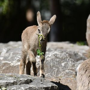 Bharal (Pseudois nayaur)
