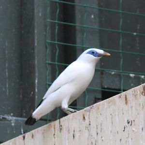 Bali myna