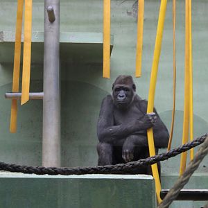 Gorilla in indoor-enclosure