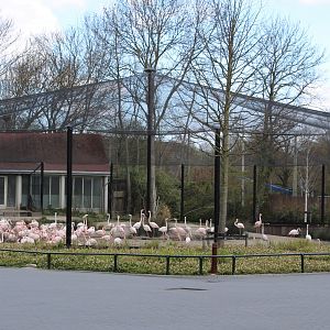 Flamingo-aviary