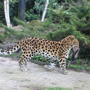 Amur leopard