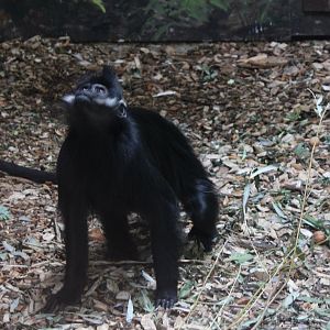 Francois langur
