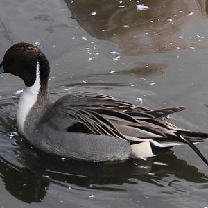 European pintail