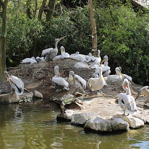 Pelican breeding-colony