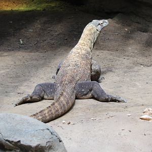 Komodo dragon
