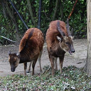 Philippine spotted deers