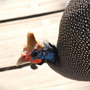 Safari Base Camp - Wings of the World - Reichenow's Helmeted Guineafowl