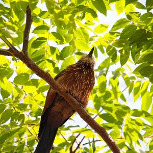 Safari Base Camp - Wings of the World - Purple Roller