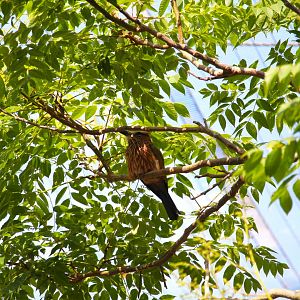 Safari Base Camp - Wings of the World - Purple Roller