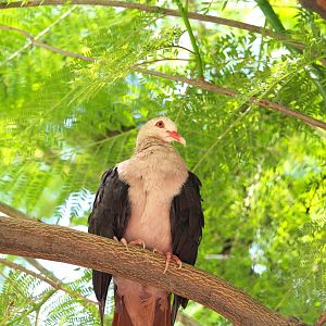 Safari Base Camp - Wings of the World - Pink Pigeon