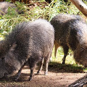 Nairobi Village - Chacoan Peccaries