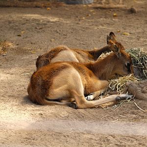 Nairobi Village - Nairobi Nursery - Baby Nile Lechwes