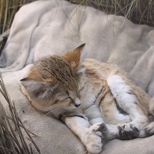 Nairobi Village - Nairobi Station - Asian Sand Cat
