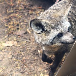 Nairobi Village - Bat-eared Fox