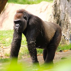 Hidden Jungle - Western Lowland Gorilla