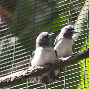 Hidden Jungle - White-breasted Woodswallow