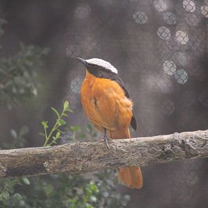 Hidden Jungle - White-crowned Robin-Chat
