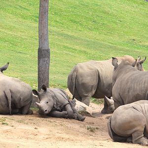 African Plains - East African Plains - Southern White Rhinoceroses