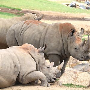 African Plains - East African Plains - Southern White Rhinoceroses