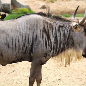 African Plains - East African Plains - Eastern White-bearded Wildebeest