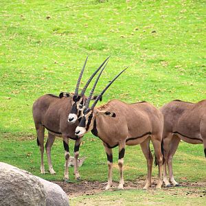 African Plains - East Africa - Fringe-eared Oryxes