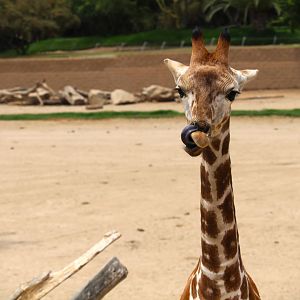 African Plains - East Africa - Giraffe