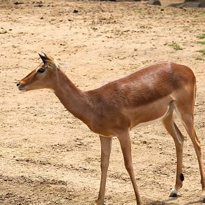African Plains - East Africa - Common Impala