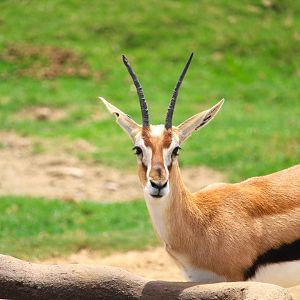 African Plains - East Africa - Thomson's Gazelle