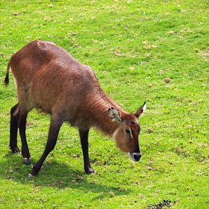African Plains - East African Plains - Defassa Waterbuck