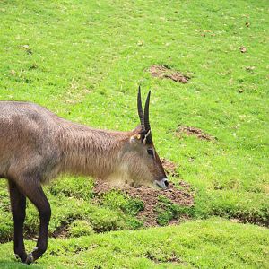 African Plains - East Africa - Defassa Waterbuck