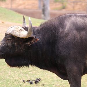 African Plains - East Africa - Cape Buffalo