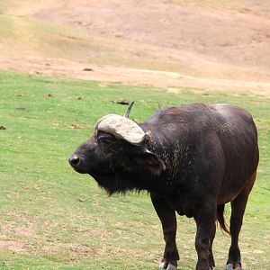 African Plains - East Africa - Cape Buffalo