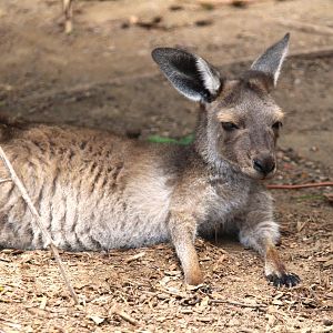 Walkabout Australia - Black-faced Kangaroo