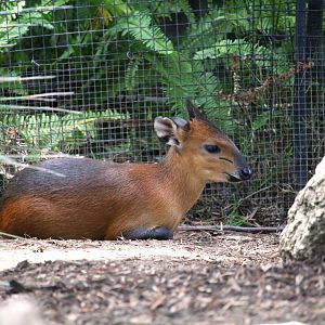 Nairobi Village - Red-flanked Duiker