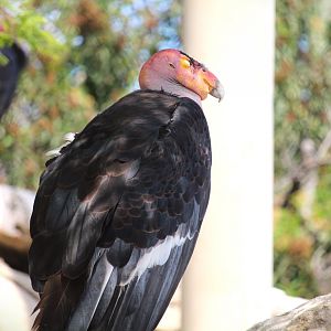 Condor Ridge - California Condor