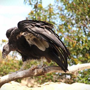 Condor Ridge - California Condor