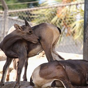 Condor Ridge - Desert Bighorn Sheep